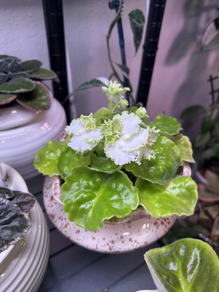 I think the blooms are a bit like a Napa cabbage. Cajun’s Queen Lace.