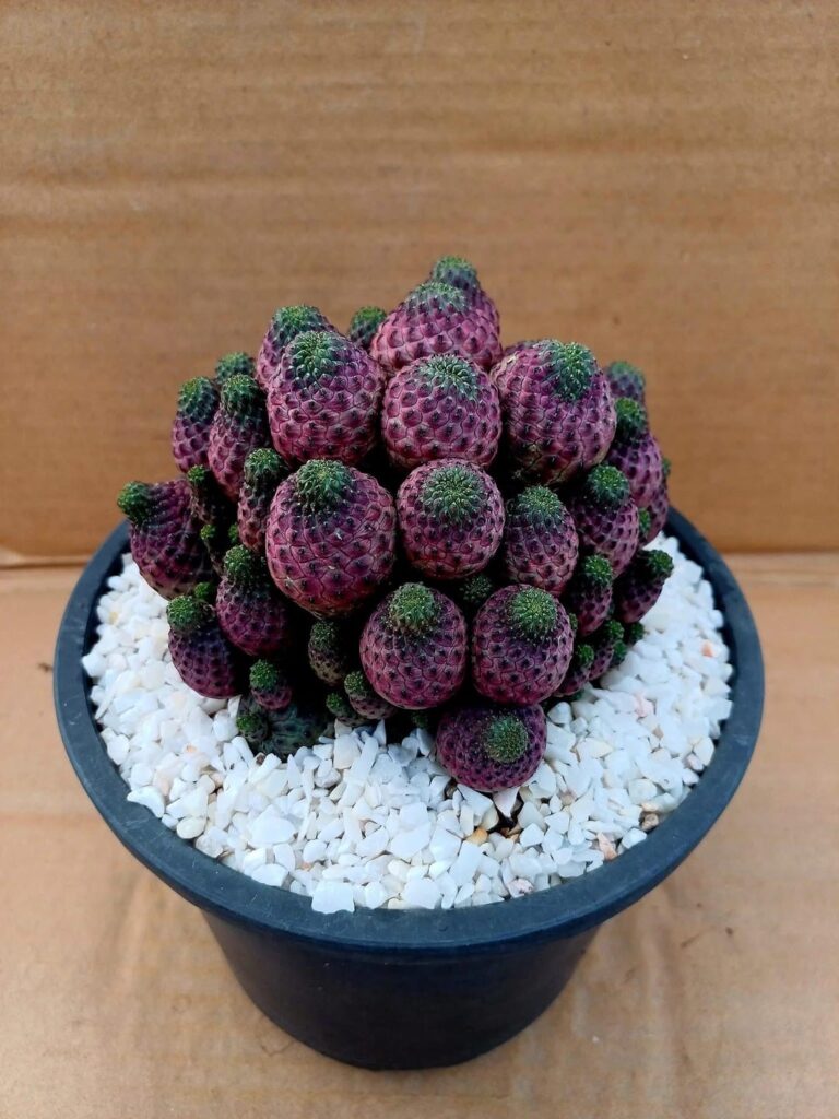My sulcorebutia rauschii