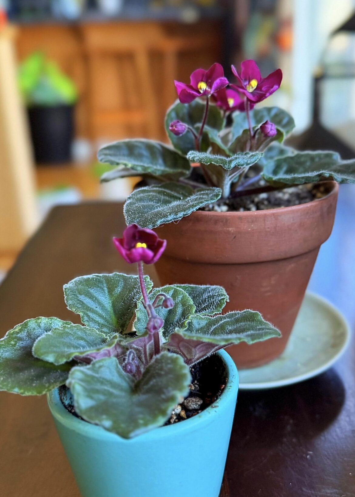 One of the babies bloomed! I see trade flair here, and I was wondering if there was anyone in my area that is interested in a swap?