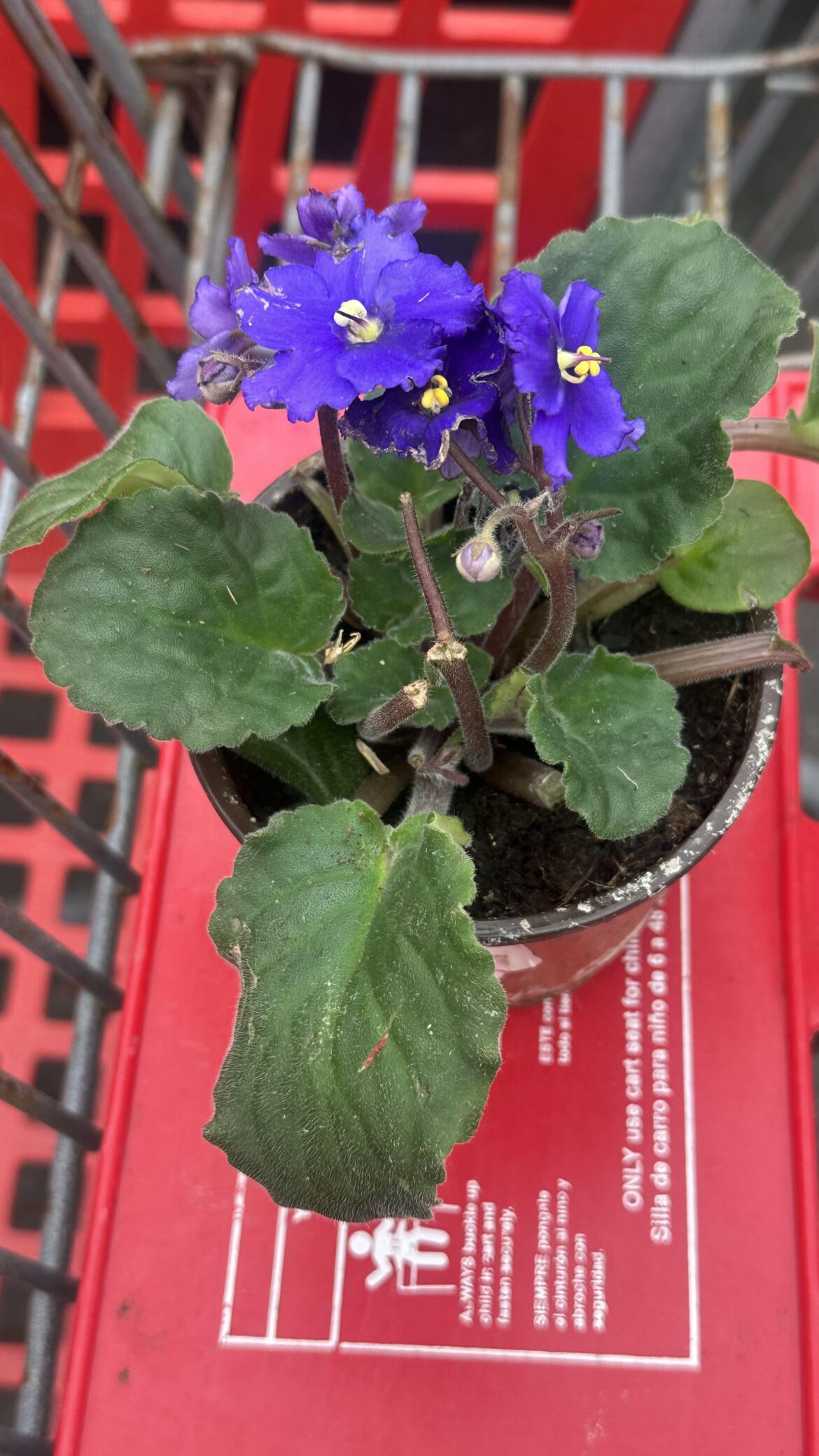 Found at Lowe’s