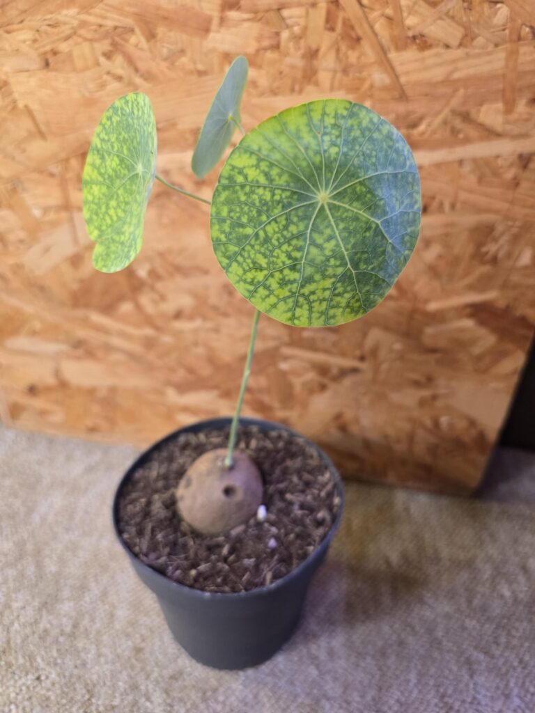 Need help with my Stephania erecta… Need help with my Stephania erecta...