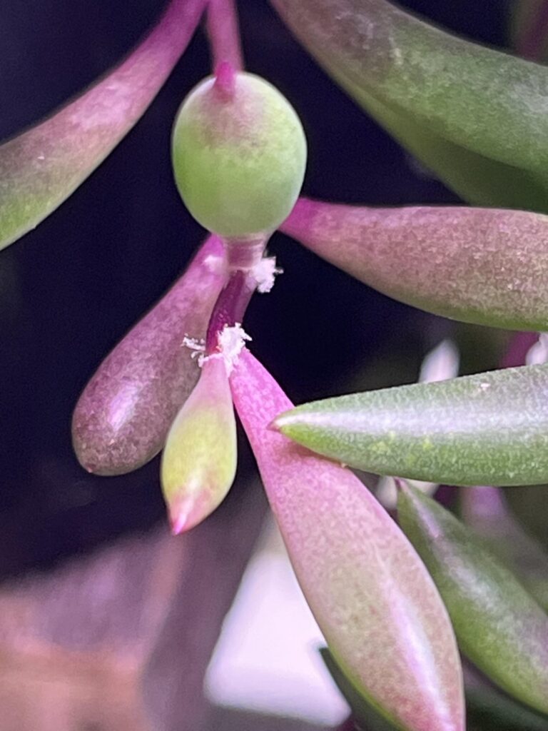Mealy bugs or aerial roots?