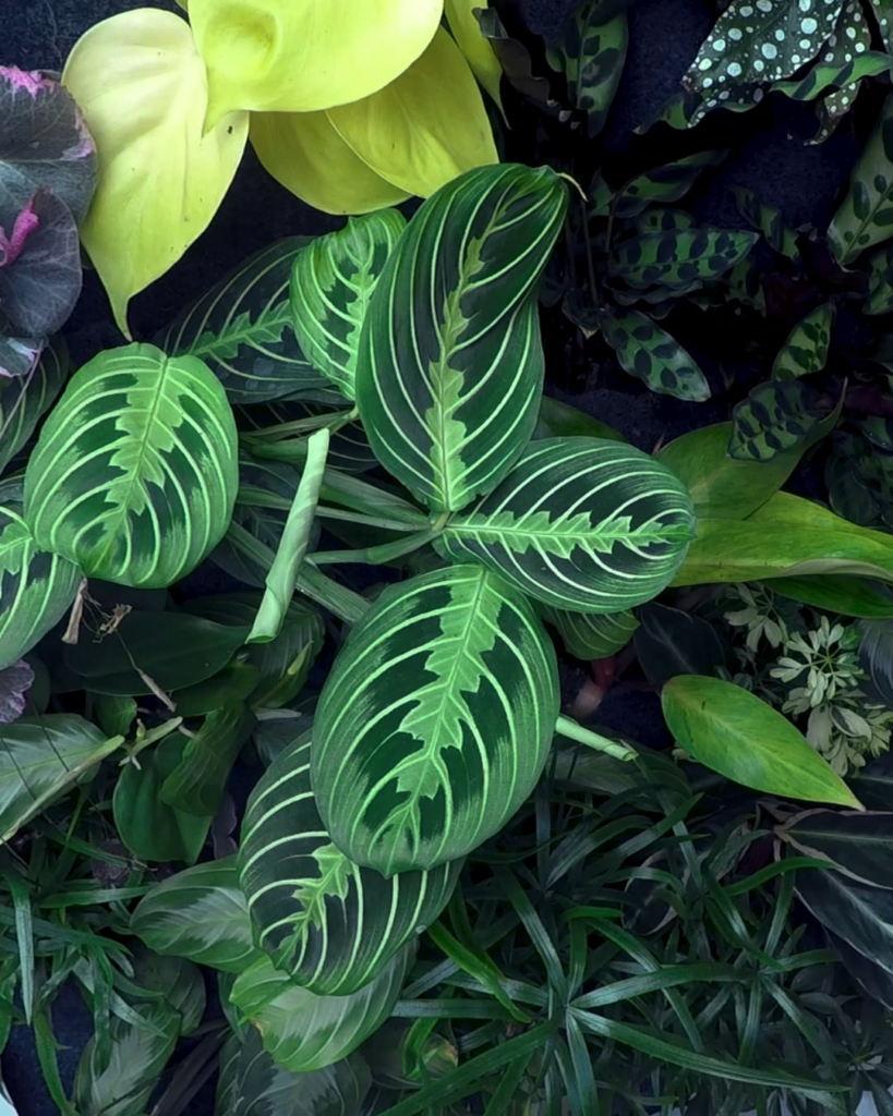 One week timelapse of Marantas going wild