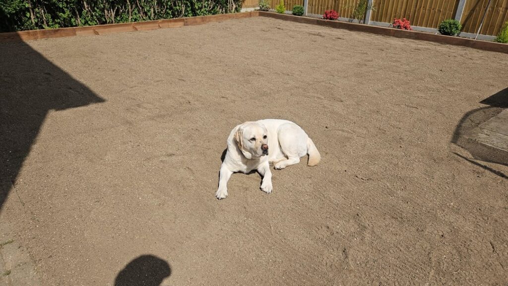 22 days after seeding