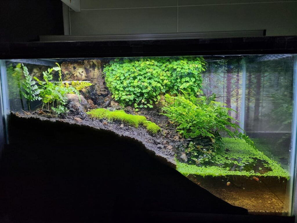 How much should I sell my paludarium for?