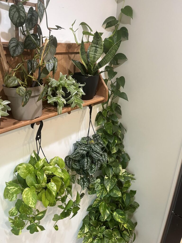 Spot the intruder 🤣 🐸