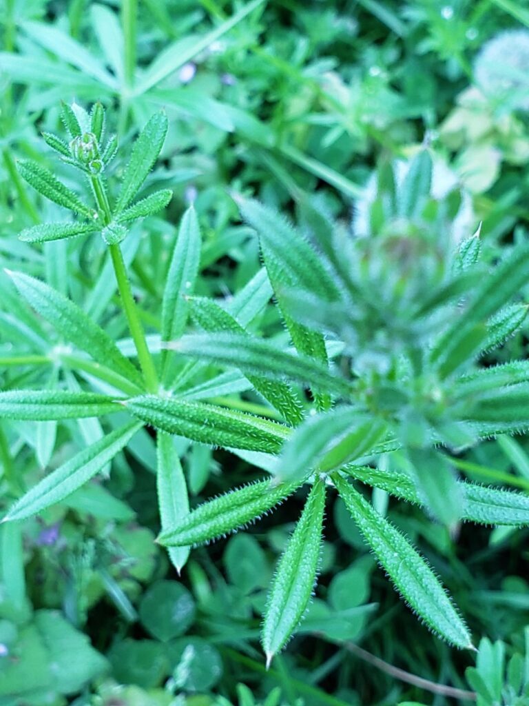 Sticky weed?