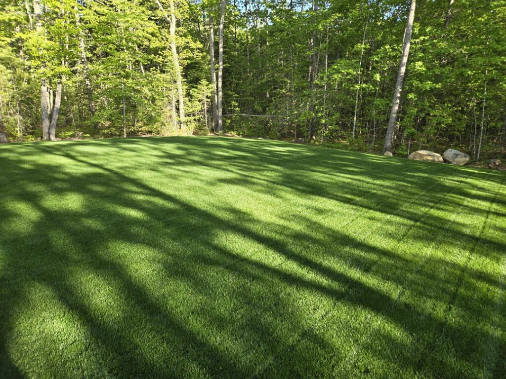 Lawn is finally bushing up here in Northern New England. Don't ask about my front yard