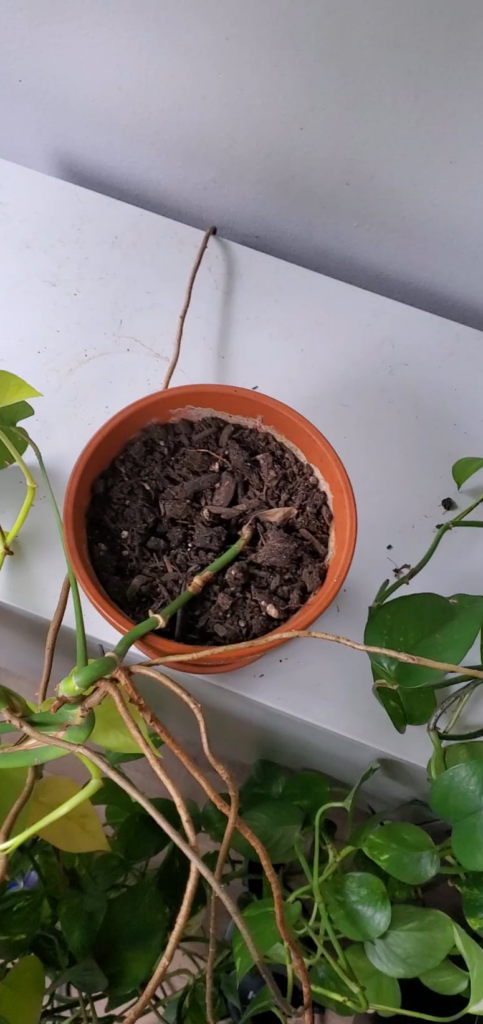 What is going on with this thing?