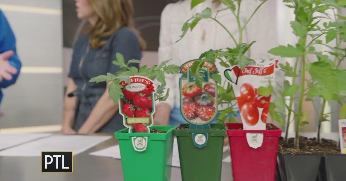 Garden guru Doug Oster shares tips for growing tomatoes