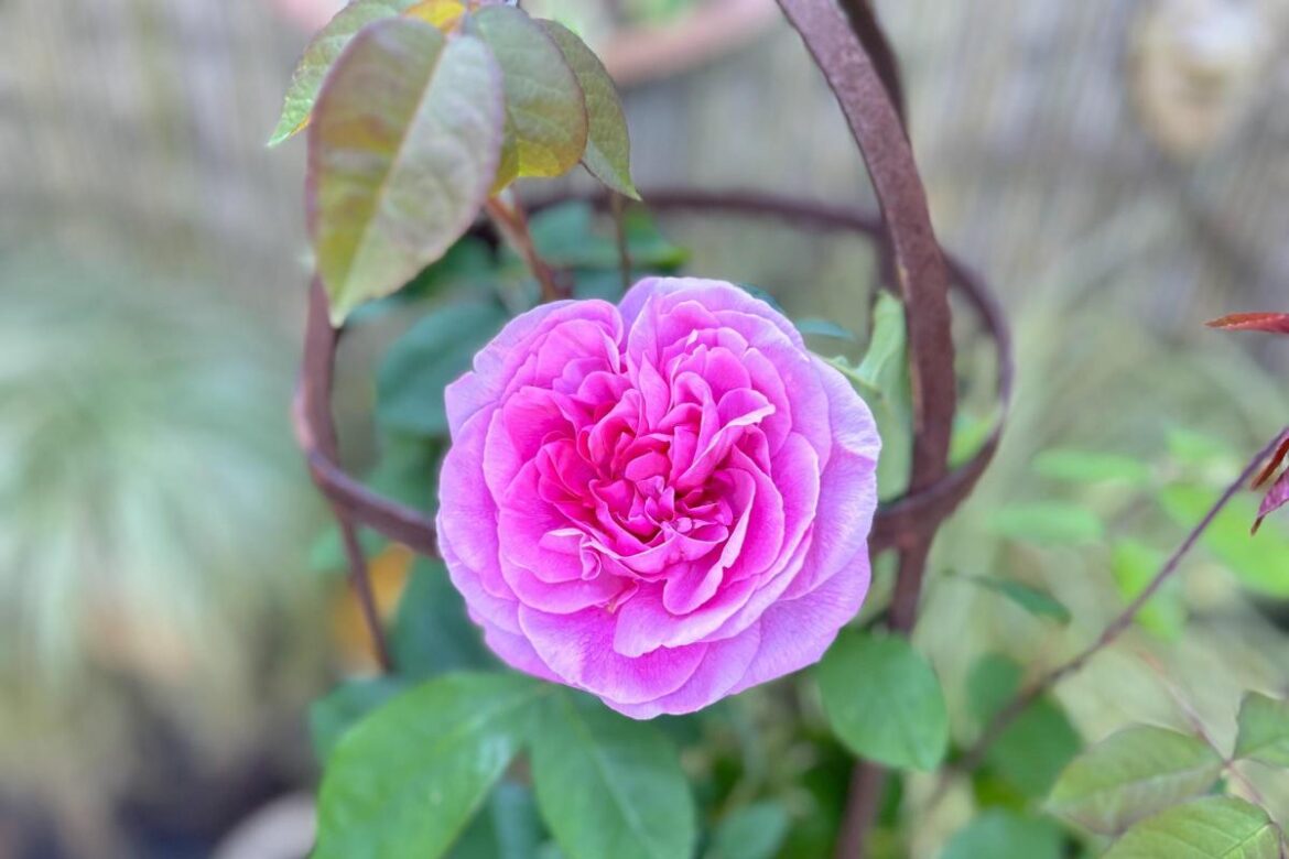 Beautiful bank holiday blooms and open gardens The Argus