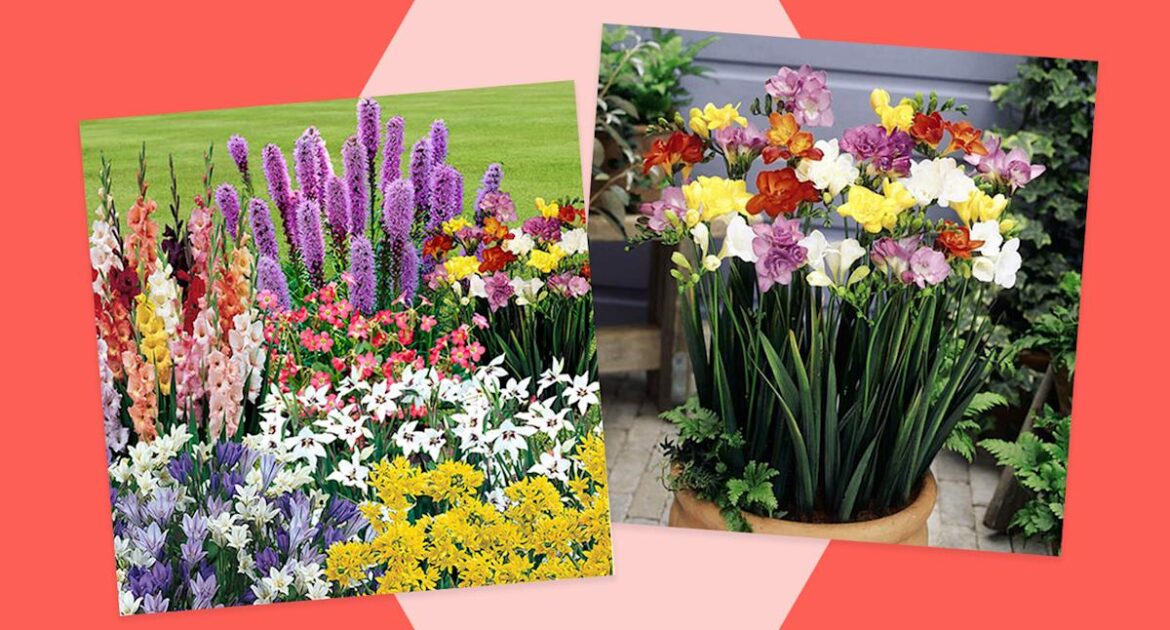 Transform your garden with 300 summer bulbs for just £15
