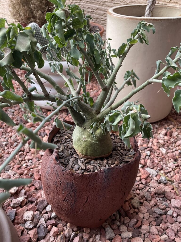 Help with Adenia spinosa Help with Adenia spinosa