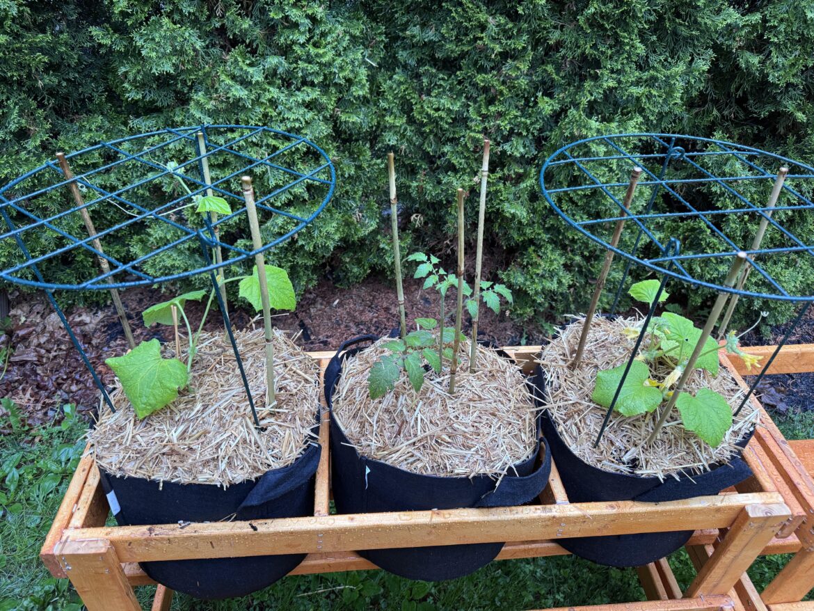 First plants are out for the season! First plants are out for the season!