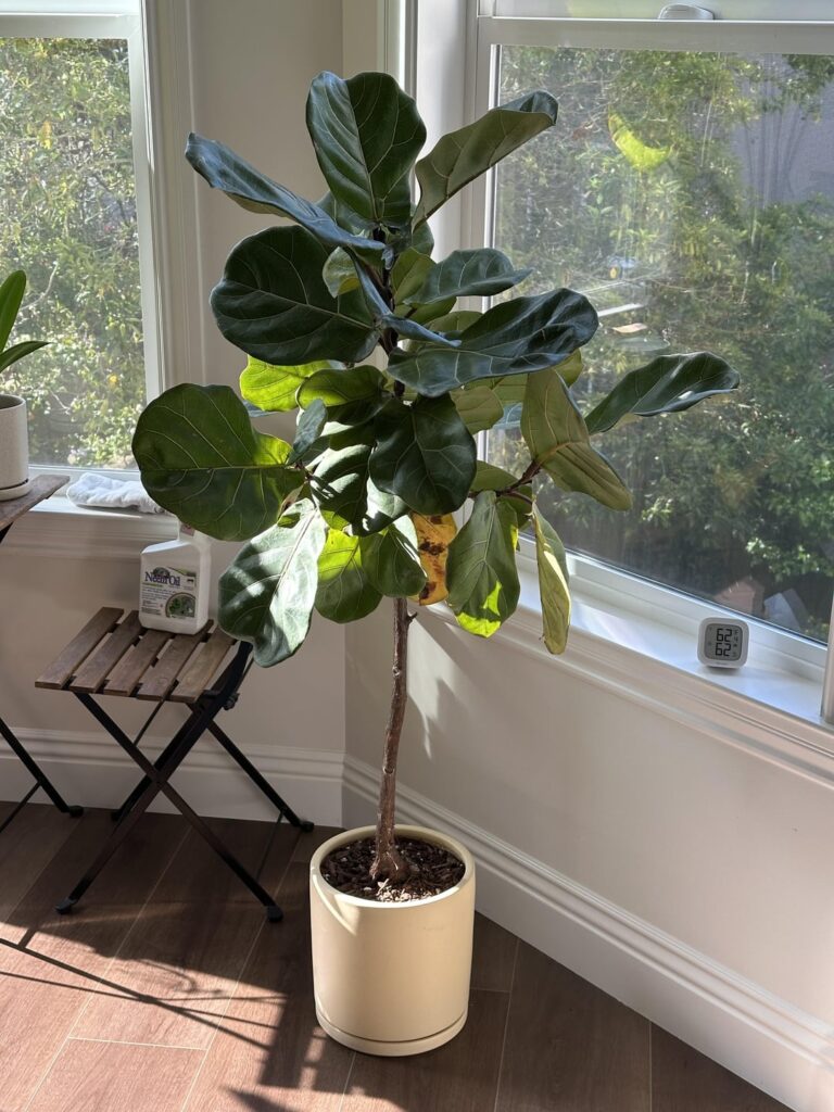 Fiddle-Leaf Fig Not Growing - Should We Repot? Advice needed!