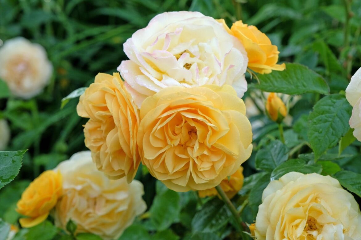 Growing roses? Here’s how to deal with the most common problem gardeners face