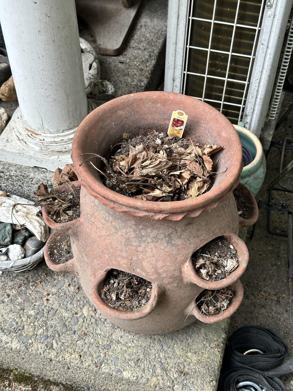 What plant should I put into this oddly shaped pot?
