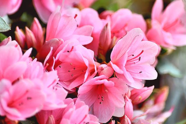 Van Hickman / EyeEm/Getty Images The flowering of the azaleas signals that spring is well under way.
