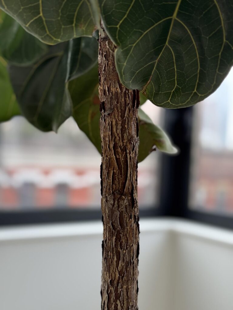 Notching for lower branches