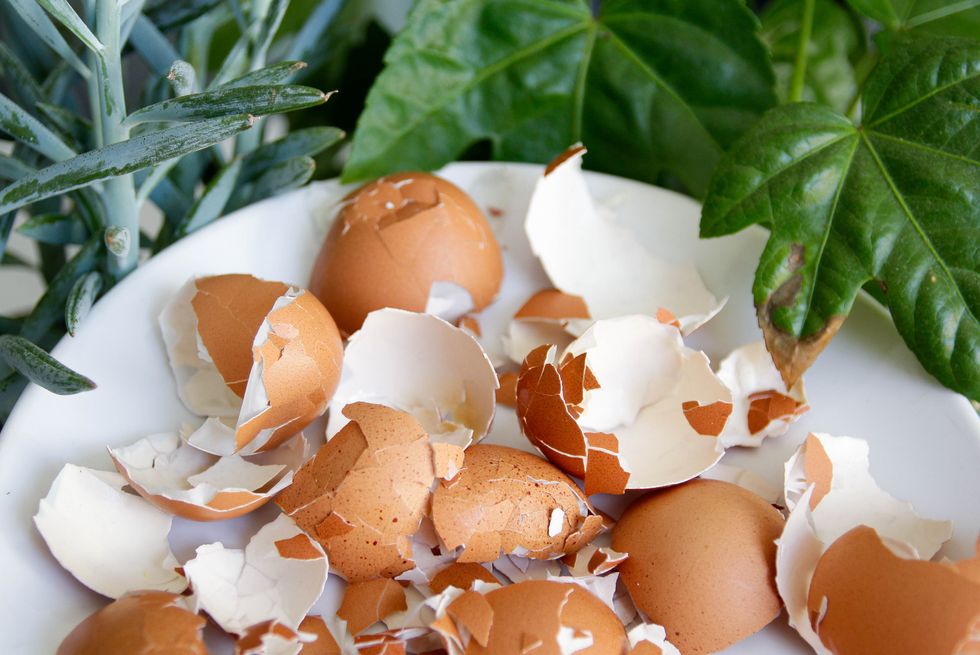 eggshells on a plate next to plants