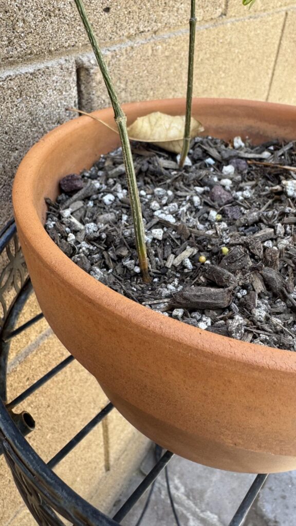 Delonix specie. Quite sad Woke up to this “pinching off” on the bottom stems. They are still pushing  growth from the top . Water once a week here in Az. They get morning sun and shade all day. Did I dry them out ? :( can I save them?