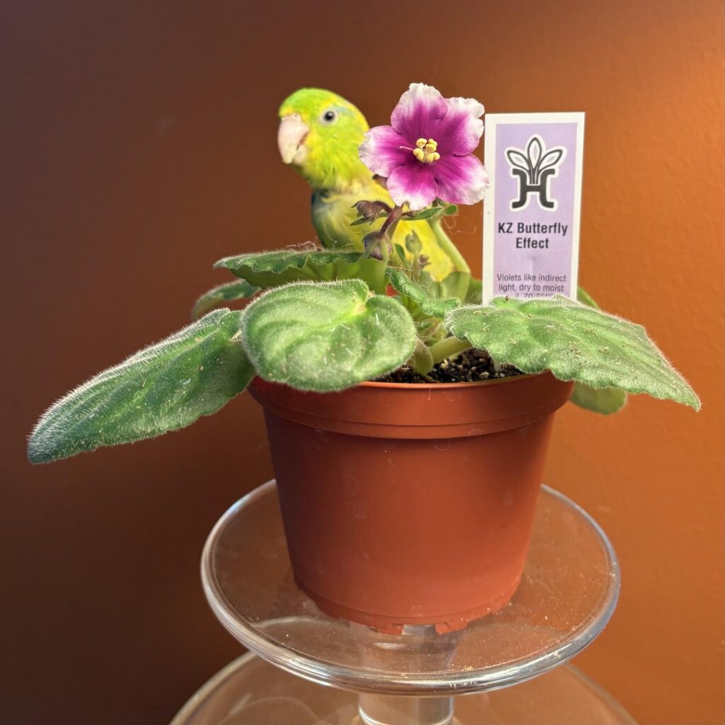 More blooms!
