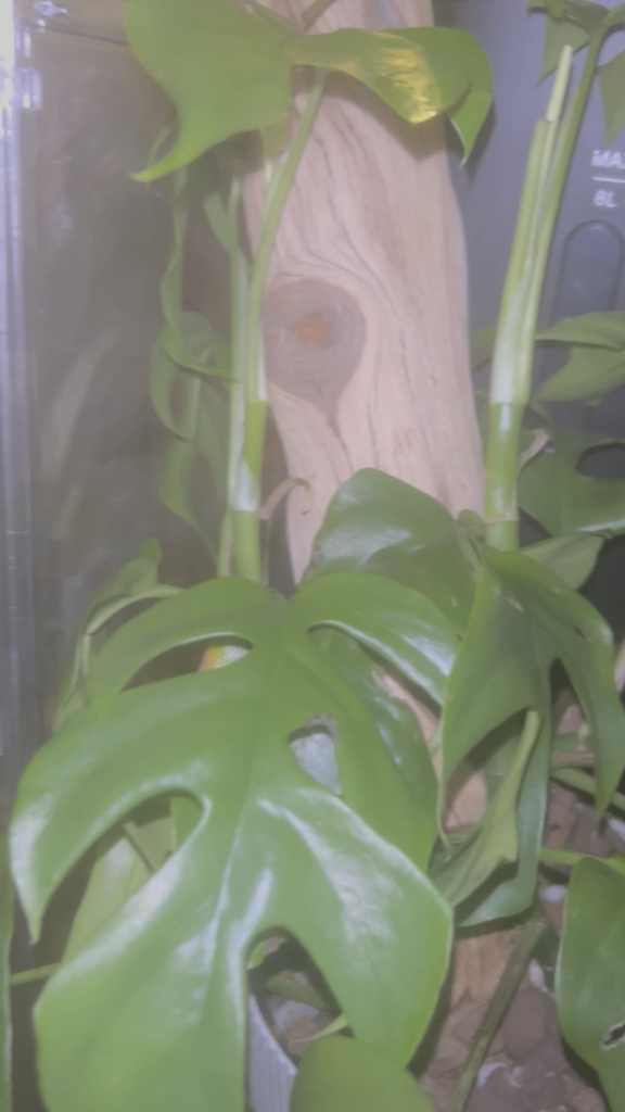 Should I add moss to keep this area moist for the arial roots? I mist it almost every night and it’s under a humidifier.