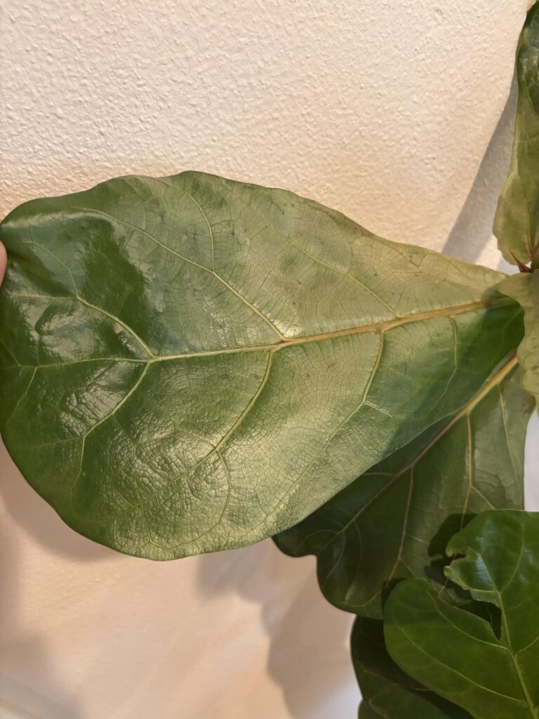 Discoloration — new growth only Discoloration — new growth only