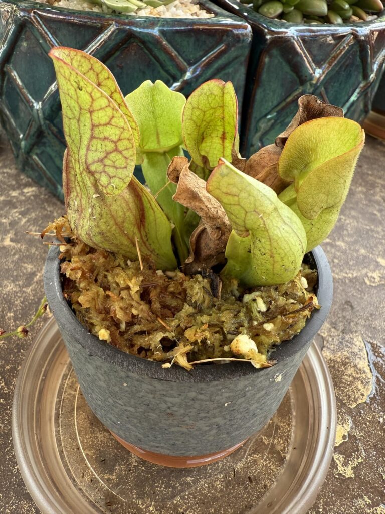 What’s wrong with new pitcher plant? What’s wrong with new pitcher plant?