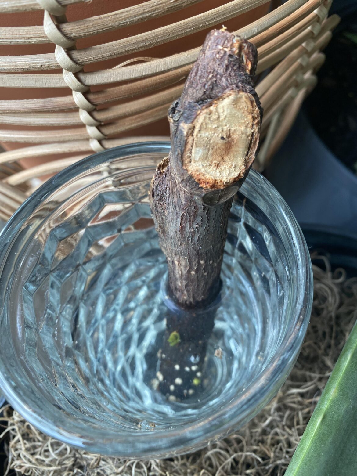 My Stick is Sprouting! My Stick is Sprouting!