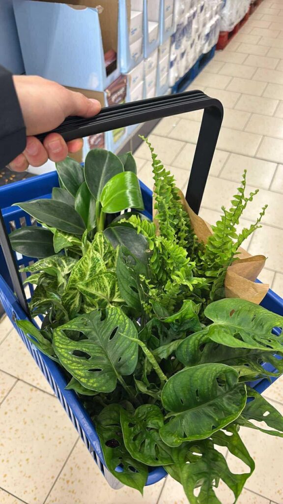 Got these 4 plants for 3.99 each!!