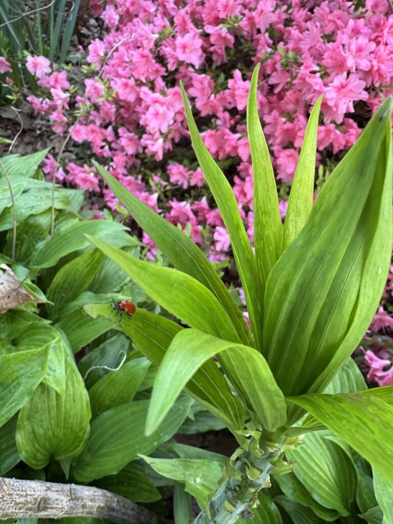 Did the red lily beetle do all this damage or is something else happening?