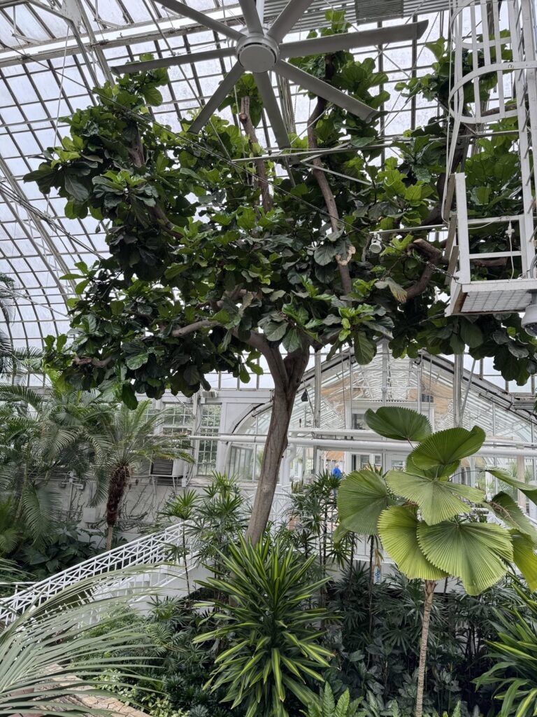 Insane fiddle leafs
