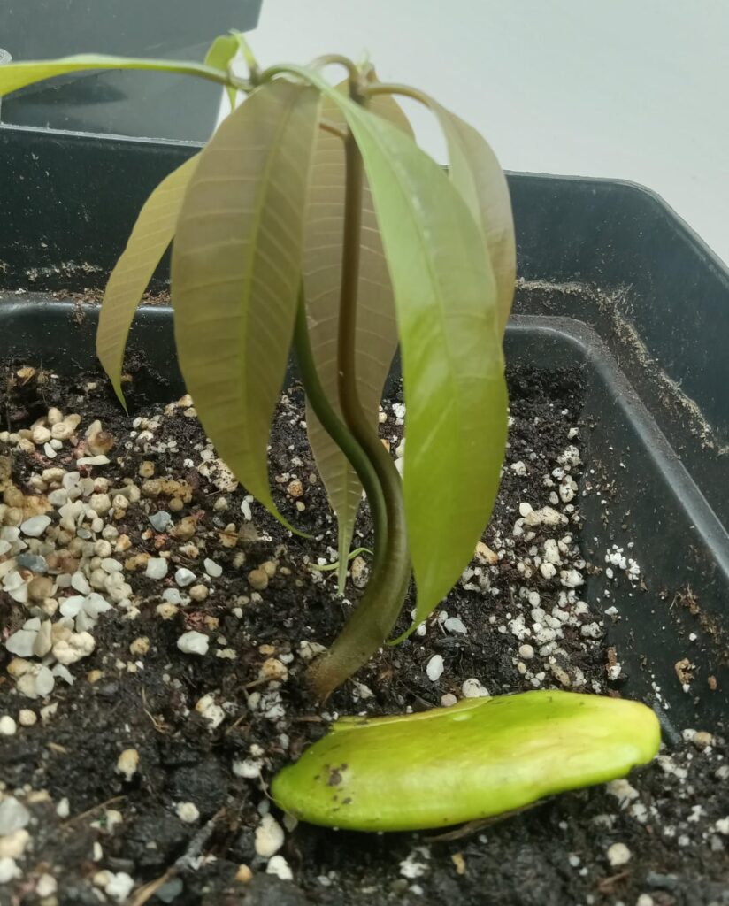 Polyembryony in Action: Ataùlfo Mango Seed Yields Twins!
