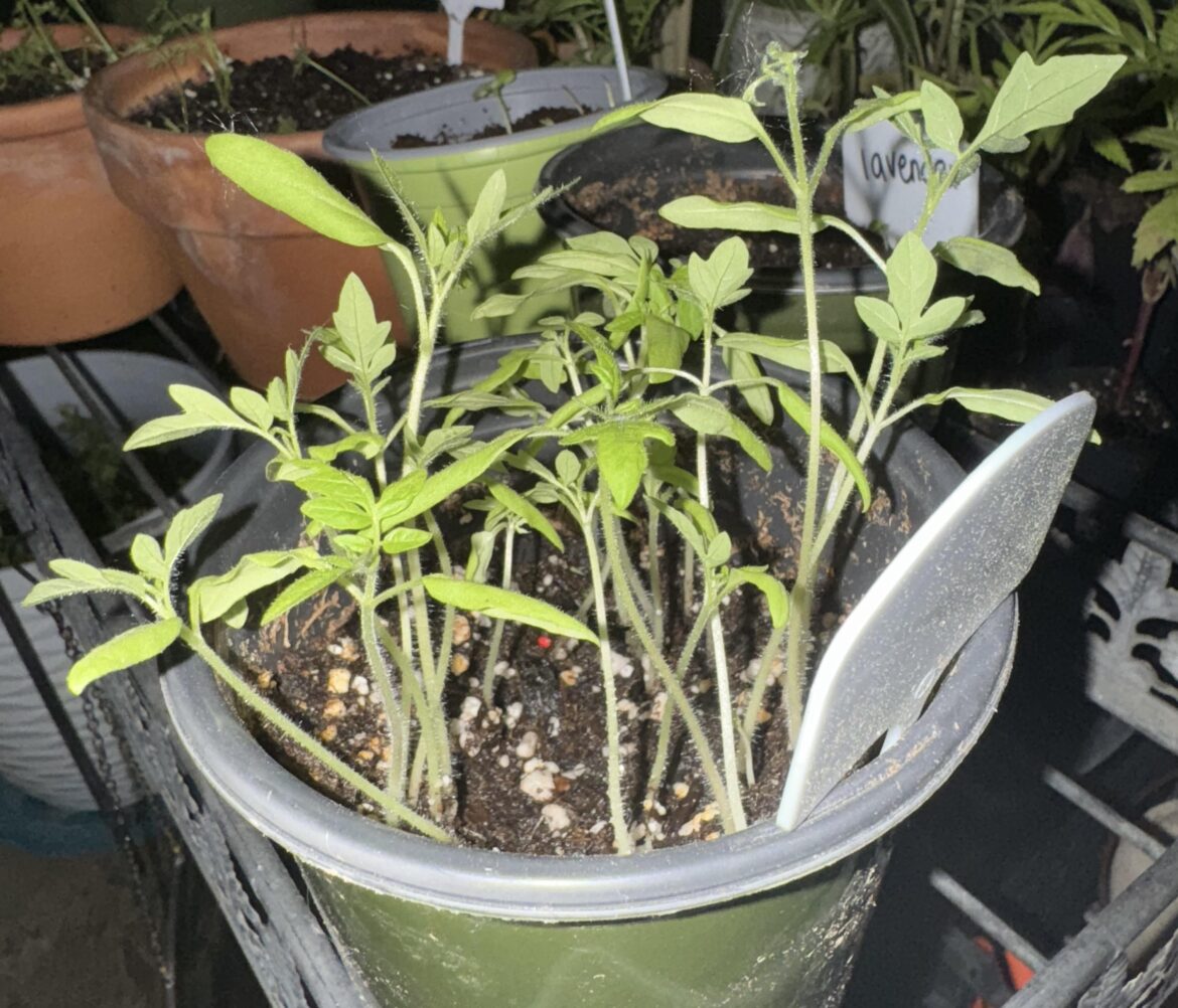 Is it time to separate these cherry tomatoes? Is it time to separate these cherry tomatoes?