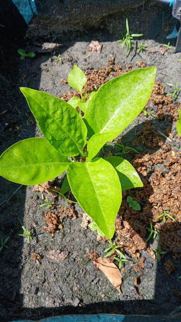 Pepper Plant or Weed 🤔