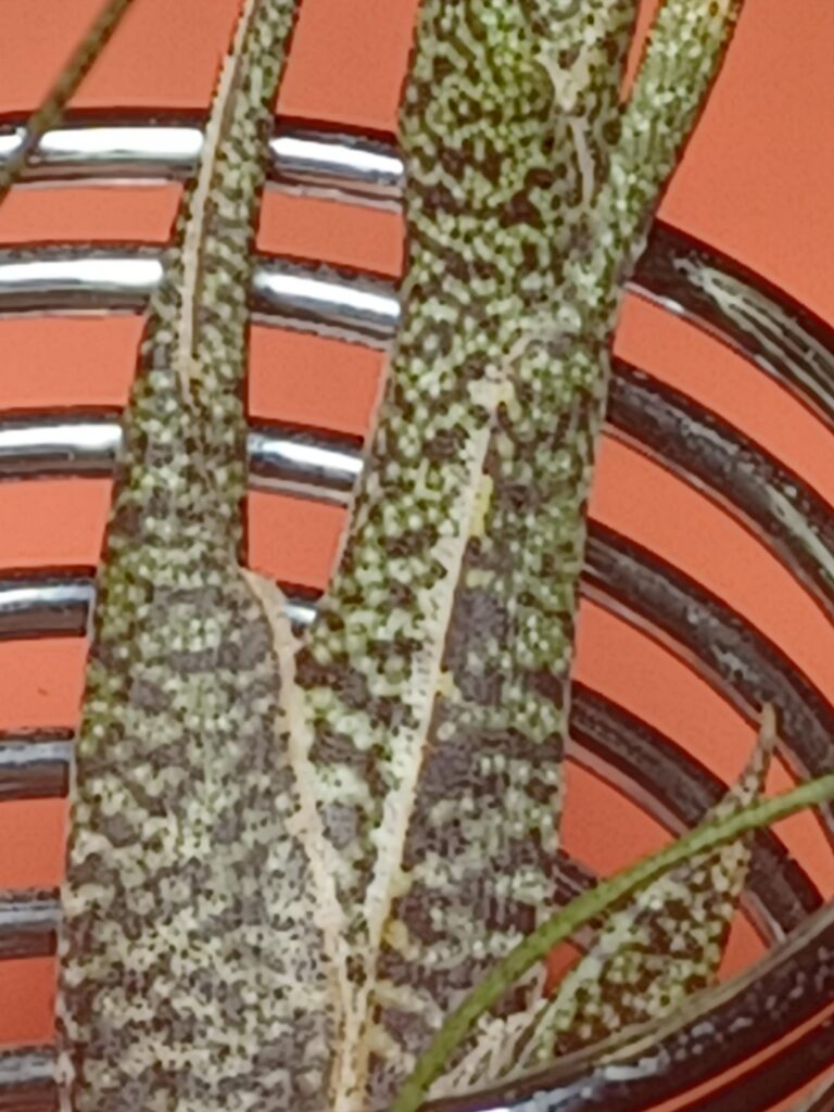 My tillandsia butzii still has wrinkles.