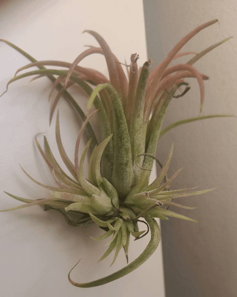 just got one.. now what ?