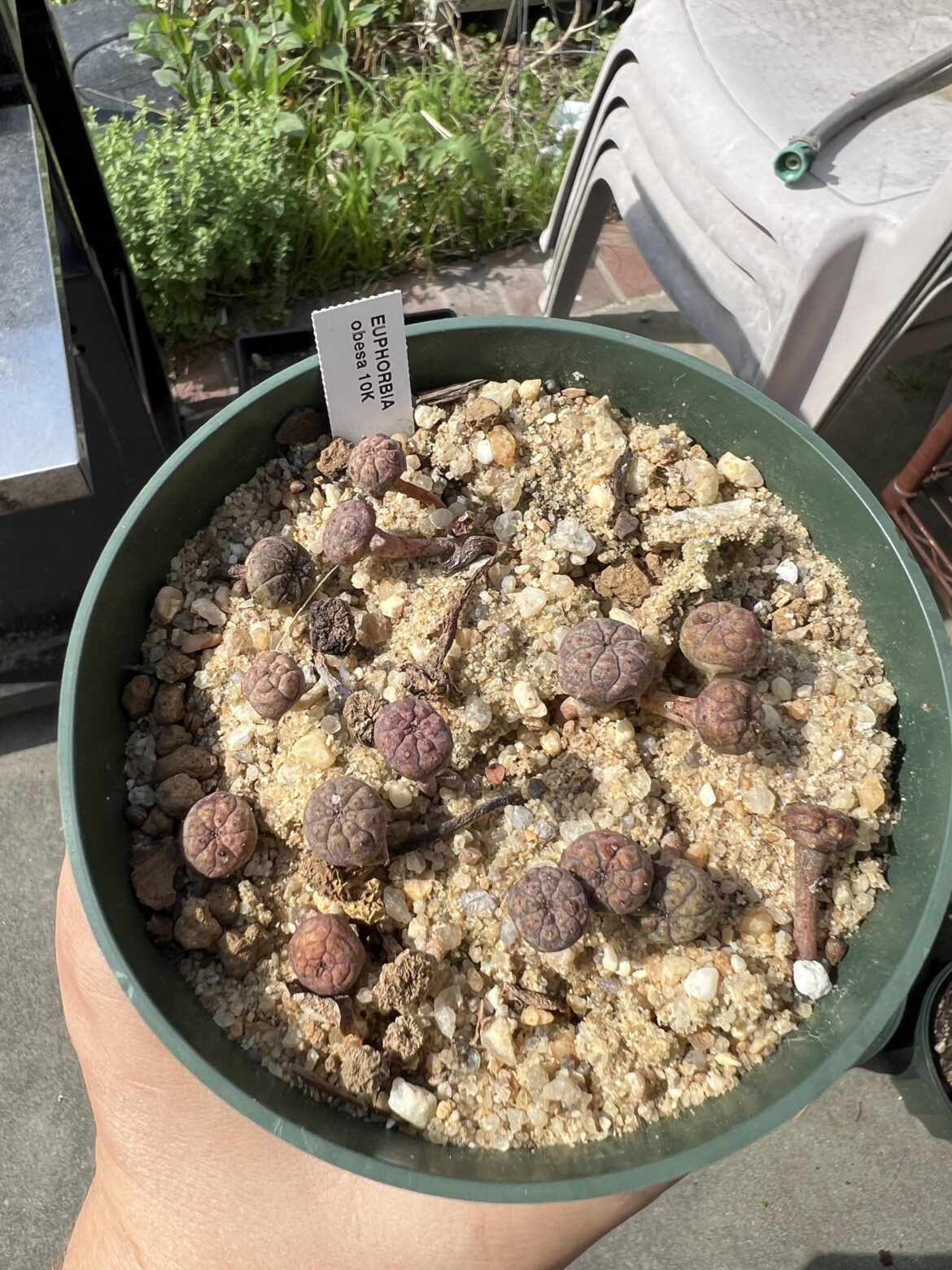 Obesas from seed, about a year old. What is going on? Fungus?