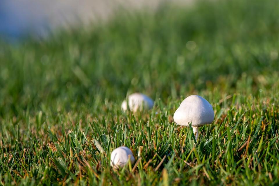 mushrooms in lawn