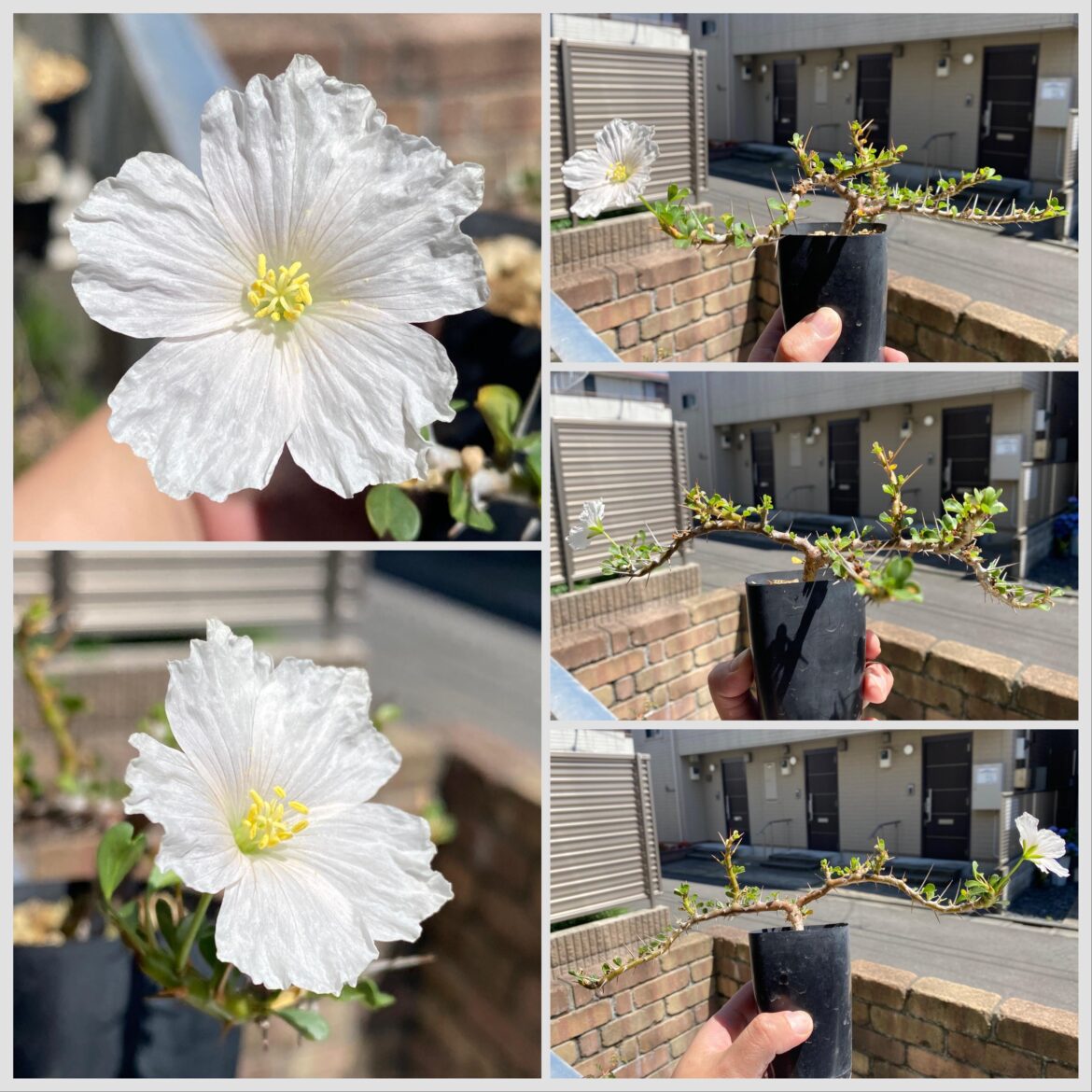 My Monsonia vanderietiae has not bloomed last year so I’m happy it bloomed again this year.