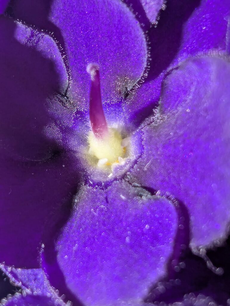 Why does this single flower not have stamens?