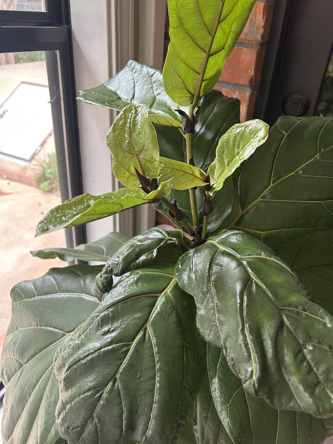 FINALLY started branching out.. feeling proud 🌱