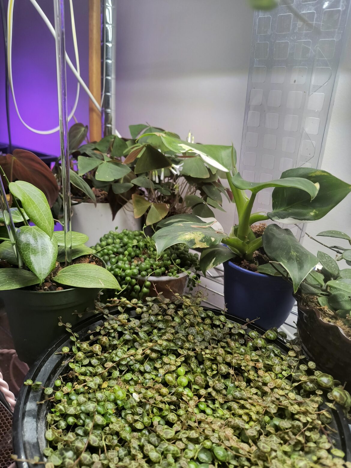 In search of cuttings of variegated string of pearls for trade!