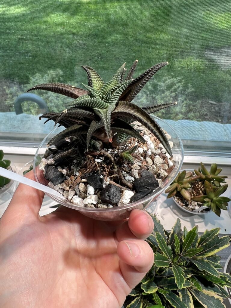 Houseplantcirclejerk material