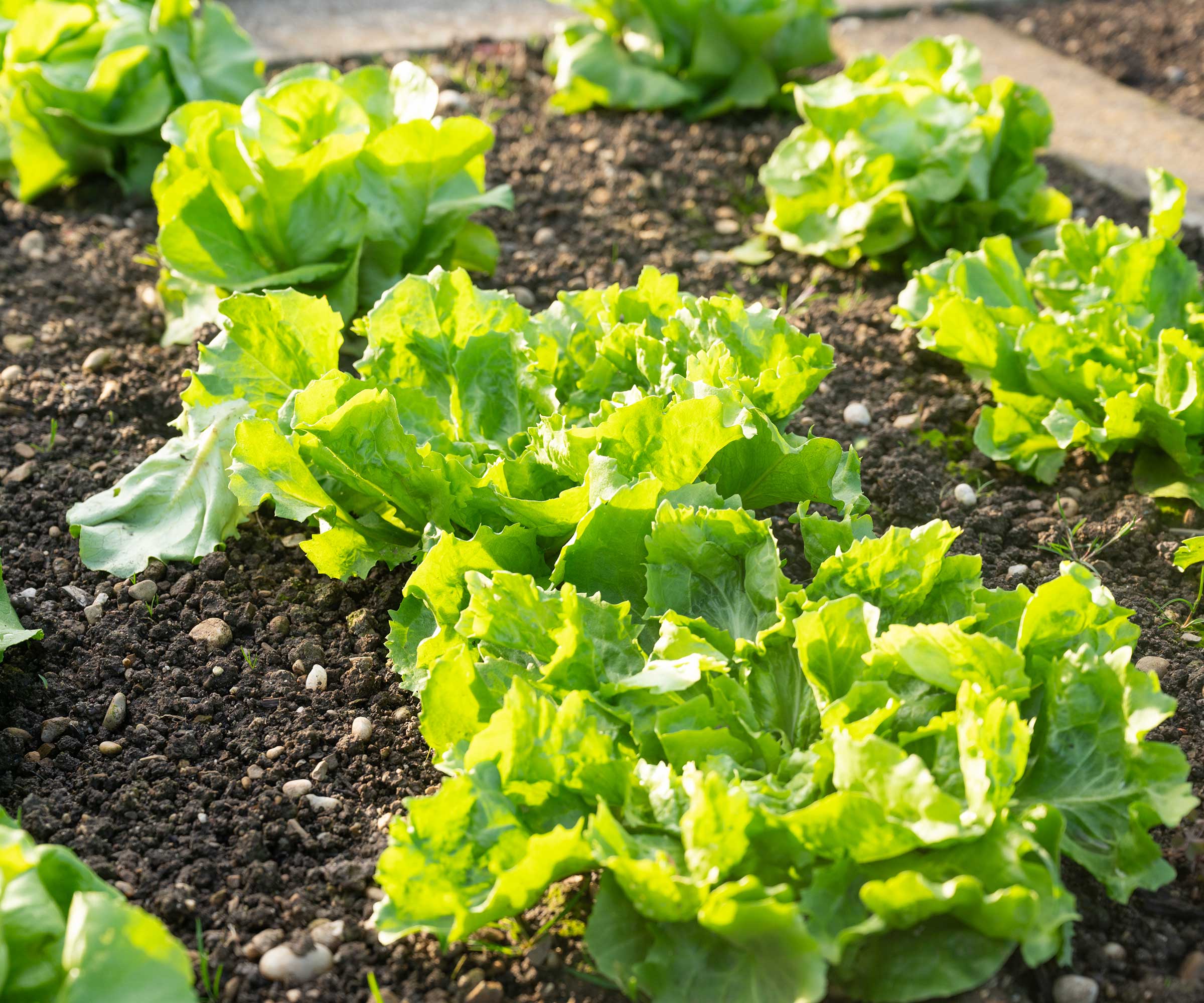 growing lettuces in garden