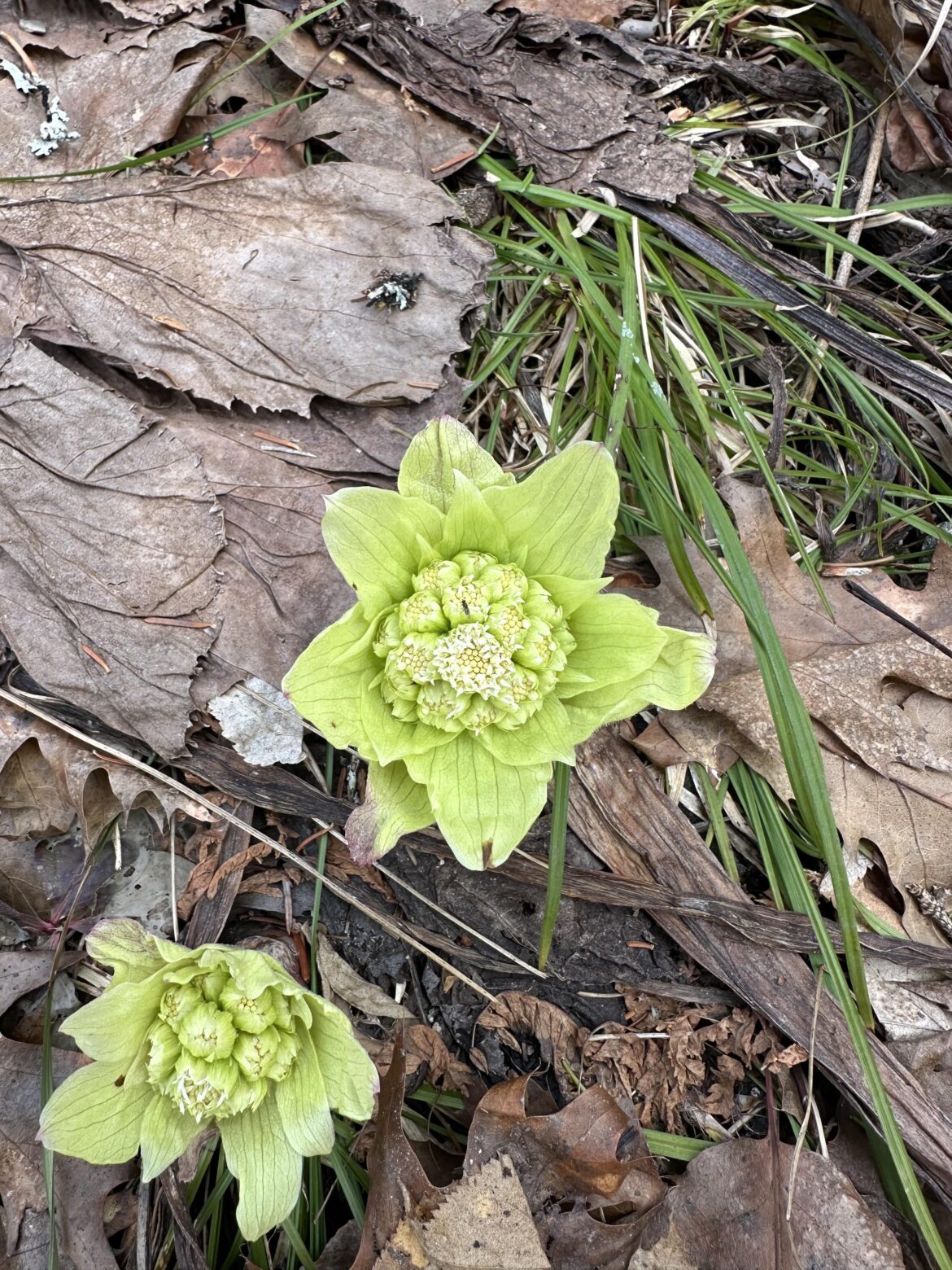 What is this? What is this?