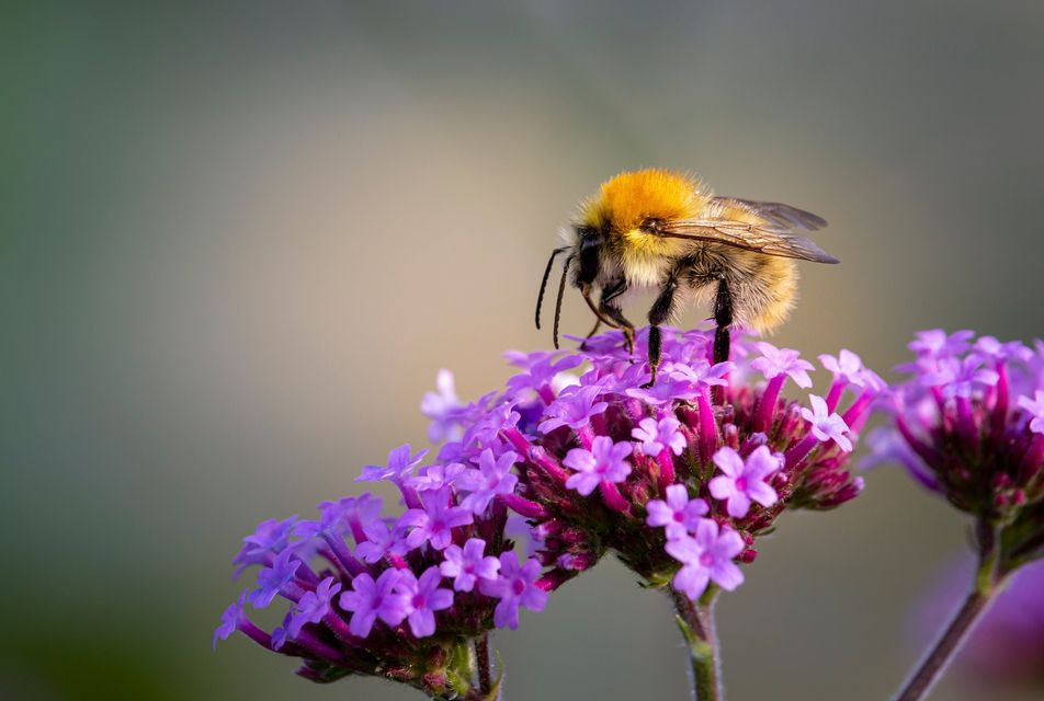 Verbena