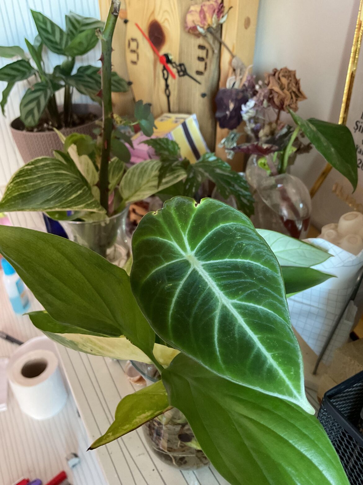 What was the worst advice you’ve heard about houseplants?