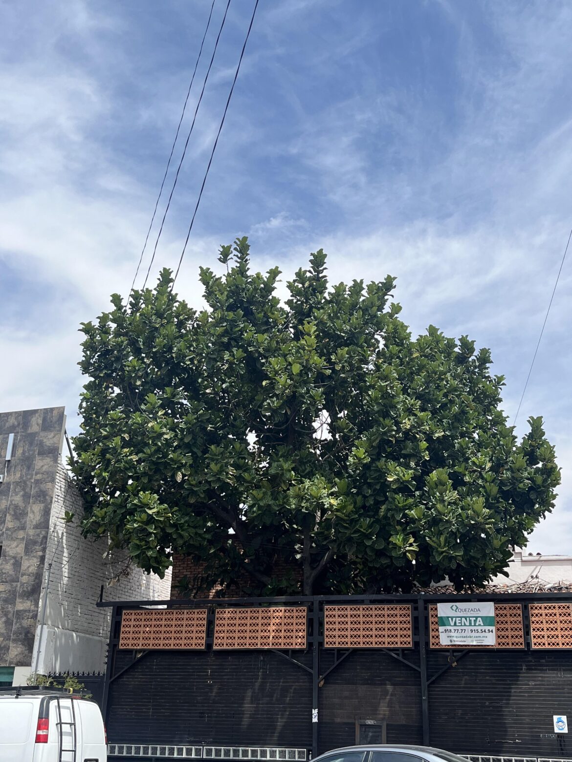 This massive FLF in Aguascalientes Mexico